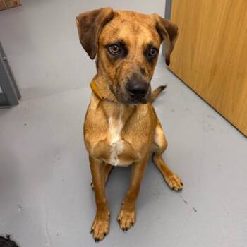 Darcy -  Hound and Mixed Breed Dog for Adoption in Roanoke, Virginia - Darcy | PetCurious
