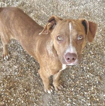 Rescue Terrier and Mixed Breed Dogs for Adoption in Gray, Louisiana - Branch | PetCurious