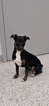 Nezuko -  Terrier Dog for Adoption in Athens, Tennessee - Nezuko | PetCurious