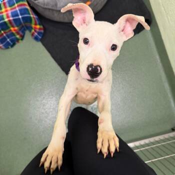 Fushigi -  Mixed Breed Dog for Adoption in West Palm Beach, Florida - Fushigi | PetCurious