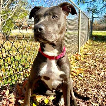 Pit Bull Terrier Dogs Available for Adoption in Riverwoods, Illinois - Charlie | PetCurious