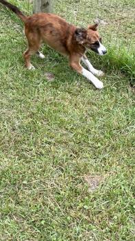 Jasper -  Mixed Breed Dog for Adoption in Medfield, Massachusetts - Jasper | PetCurious