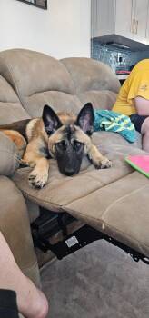 Rescue Belgian Shepherd Malinois Dogs for Adoption in Los Angeles, California - Kiara | PetCurious