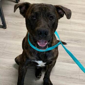 Teddy Bear -  Pit Bull Terrier and Mixed Breed Dog for Adoption in Cleveland, Mississippi - Teddy Bear | PetCurious