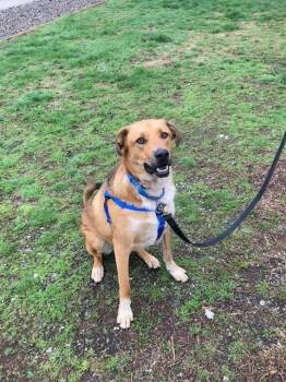 German Shepherd Dog and Mixed Breed Dogs Available for Adoption in Methuen, Massachusetts - BLITZ | PetCurious