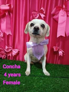 Concha -  Chihuahua and Mixed Breed Dog for Adoption in Durango, Colorado - Concha | PetCurious