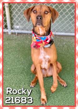 ROCKY -  Hound Dog for Adoption in Marietta, Georgia - ROCKY | PetCurious