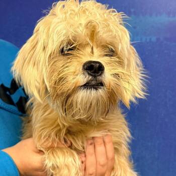 CT Boomer -  Poodle and Mixed Breed Dog for Adoption in Stormville, New York - CT Boomer | PetCurious
