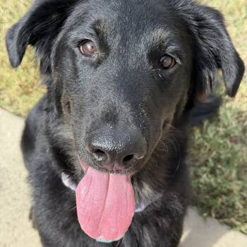 Reece -  German Shepherd Dog Dog for Adoption in Krum, Texas - Reece | PetCurious