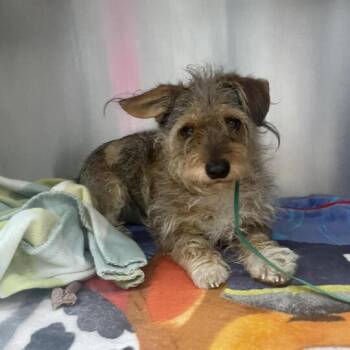 Wirehaired Terrier and Yorkshire Terrier Dogs Available for Adoption - Ackbar | PetCurious