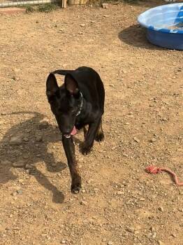 Java -  German Shepherd Dog Dog for Adoption in Augusta, West Virginia - Java | PetCurious