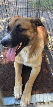 Collie and Mixed Breed Dogs Available for Adoption in Dallas, Texas - COLLIE | PetCurious