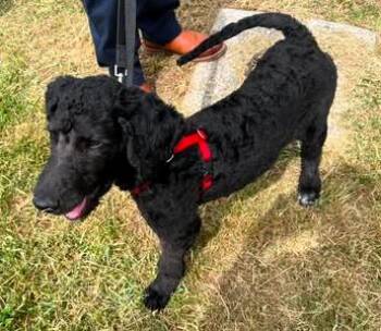 Henry -  Poodle Dog for Adoption in Paris, Kentucky - Henry | PetCurious
