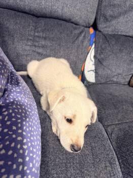 Labrador Retriever Dogs Available for Adoption in The Woodlands, Texas - Hugo | PetCurious