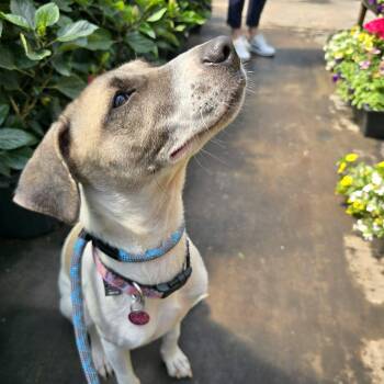 Anatolian Shepherd and Whippet Dogs Available for Adoption in Williamsburg, Ontario - Maggie | PetCurious