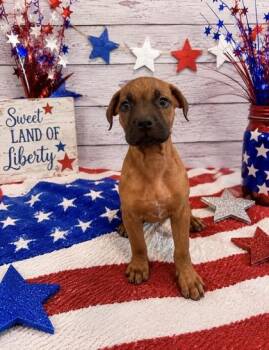Liberty -  Mixed Breed Dog for Adoption in Bloomsburg, Pennsylvania - Liberty | PetCurious