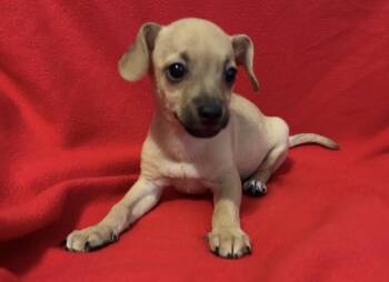 Cash -  Chihuahua Dog for Adoption in La Palma, California - Cash | PetCurious