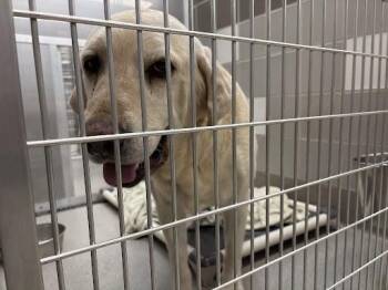 Labrador Retriever Dogs Available for Adoption in Las Vegas, Nevada - PRINCE | PetCurious