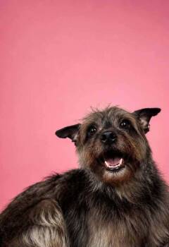 Hopscotch -  Mixed Breed Dog for Adoption in Wayne, New Jersey - Hopscotch | PetCurious