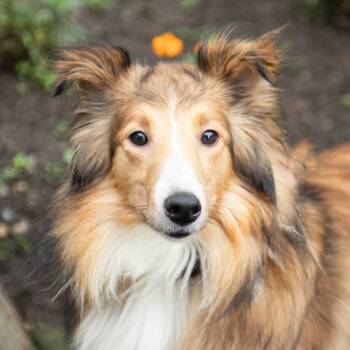 Lassie -  Shetland Sheepdog Sheltie Dog for Adoption in Middletown, Rhode Island - Lassie | PetCurious