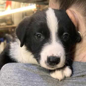 Labrador Retriever and Pit Bull Terrier Dogs Available for Adoption - Del (Huffman Litter) | PetCurious