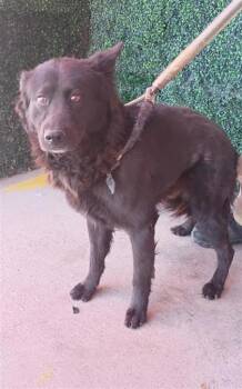 Buddy -  Mixed Breed Dog for Adoption in El Paso, Texas - Buddy | PetCurious