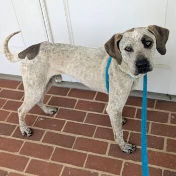 Smores -  Hound and Mixed Breed Dog for Adoption in Chattanooga, Tennessee - Smores | PetCurious