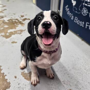 Rosemary -  Beagle and Basset Hound Dog for Adoption in Newport, Tennessee - Rosemary | PetCurious