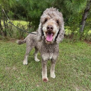 Nora -  Poodle Dog for Adoption in Foley, Alabama - Nora | PetCurious