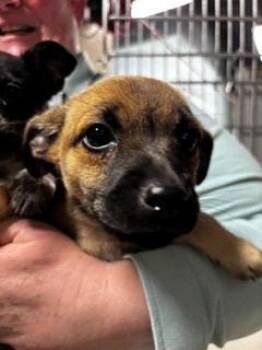 Chihuahua Dogs Available for Adoption in Bothell, Washington - Poppy | PetCurious