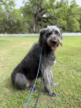 Irish Wolfhound Dogs Available for Adoption in New Orleans, Louisiana - Meg | PetCurious