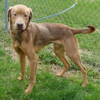 Zillie -  Mixed Breed Dog for Adoption in Jeffersonville, Indiana - Zillie | PetCurious