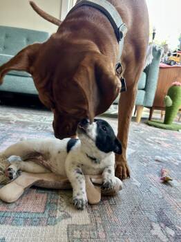 Rescue Siberian Husky and Australian Cattle Dog Blue Heeler Dogs for Adoption in Pflugerville, Texas - Kathleen | PetCurious