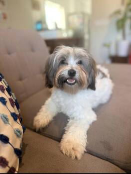 Cricket -  Shih Tzu and Havanese Dog for Adoption in Citrus Heights, California - Cricket | PetCurious