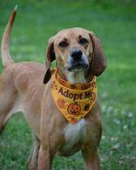 Ruby -  Coonhound Dog for Adoption in Skowhegan, Maine - Ruby | PetCurious
