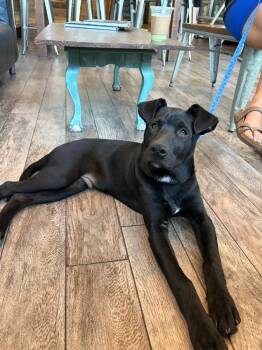 Latte -  Mixed Breed Dog for Adoption in Lindenhurst, New York - Latte | PetCurious