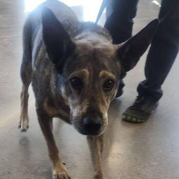Princella -  Shepherd Dog for Adoption in Kingman, Arizona - Princella | PetCurious