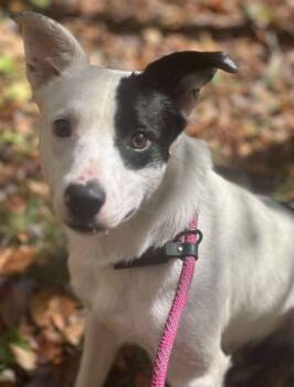 Rescue Border Collie Dogs for Adoption in Newland, North Carolina - Kane | PetCurious