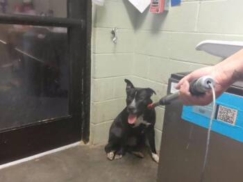 SABO -  Pit Bull Terrier Dog for Adoption in Tulsa, Oklahoma - SABO | PetCurious