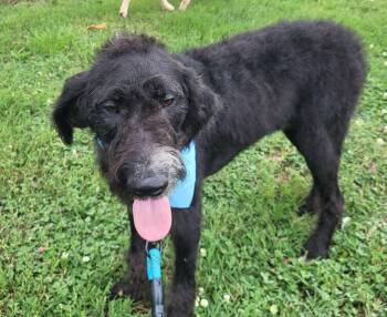 Finn -  Goldendoodle Dog for Adoption in Salisbury, North Carolina - Finn | PetCurious