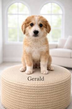 Great Pyrenees and Australian Shepherd Dogs Available for Adoption - Gerald | PetCurious