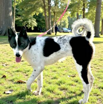 Australian Cattle Dog Blue Heeler Dogs Available for Adoption in Benton, Pennsylvania - Trixie | PetCurious