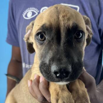 Rescue Rat Terrier Dogs for Adoption in Brookshire, Texas - Dollar - Local Dec 19-21 | PetCurious