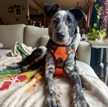 Rescue Australian Cattle Dog Blue Heeler Dogs for Adoption in Philadelphia, Pennsylvania - Zhivago | PetCurious