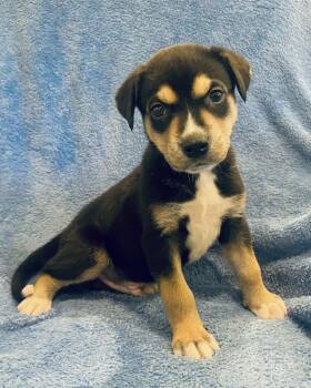 Husky Dogs Available for Adoption - Reed | PetCurious