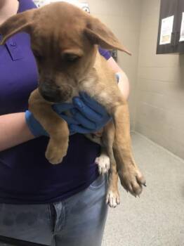Labrador Retriever and Mixed Breed Dogs Available for Adoption in Conroe, Texas - A427829 | PetCurious