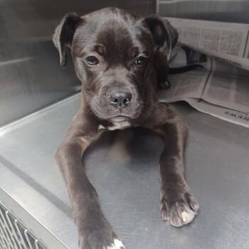 Boxer Dogs Available for Adoption in Hattiesburg, Mississippi - Kodak | PetCurious