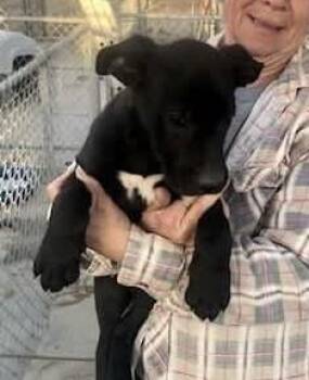 Melanie -  Great Dane and Labrador Retriever Dog for Adoption in Severance, Colorado - Melanie | PetCurious