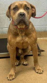 Shining Armor -  Mixed Breed Dog for Adoption in Chamblee, Georgia - Shining Armor | PetCurious