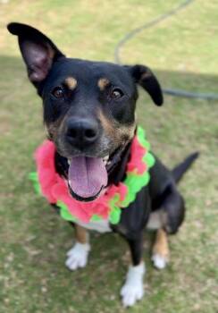 Nikki (In Foster) -  Labrador Retriever Dog for Adoption in Mckinney, Texas - Nikki (In Foster) | PetCurious